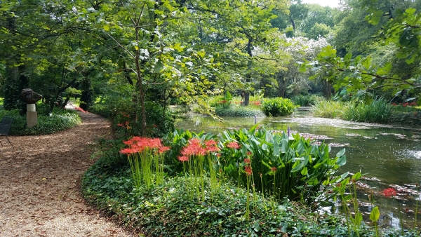 spider lilies